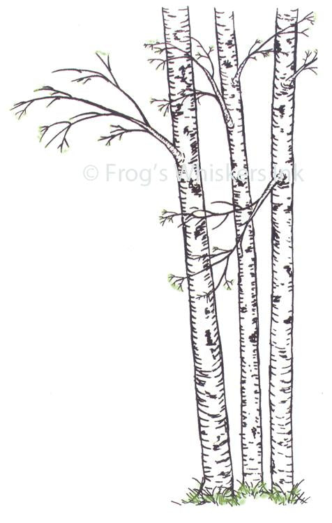 Frog's Whiskers Stamps - Birch Trees
