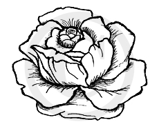 Rose Bloom Rubber Cling Stamp